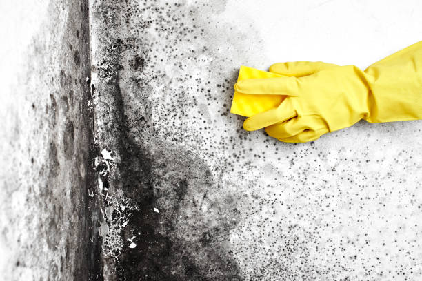 Best Attic Mold Remediation in Marlborough, MO