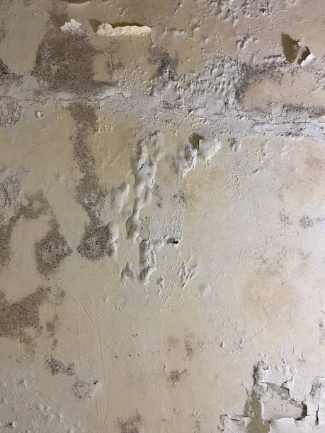 Best Bathroom Mold Remediation in Marlborough, MO