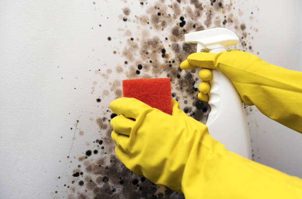 Best White Mold Remediation in Marlborough, MO