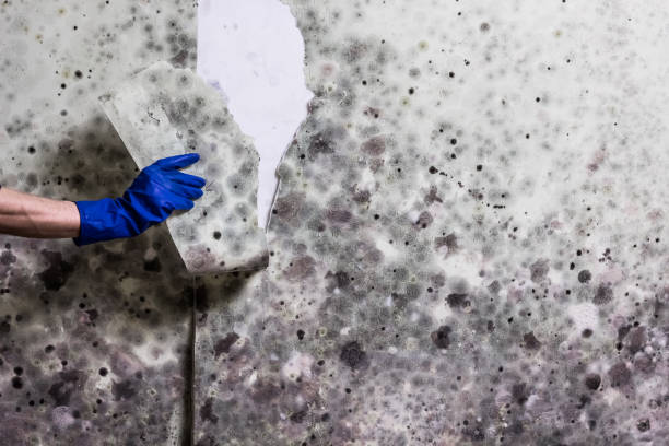 Best Mold Testing and Inspection Services in Marlborough, MO