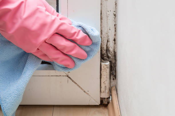 Best Post-Flood Mold Remediation in Marlborough, MO